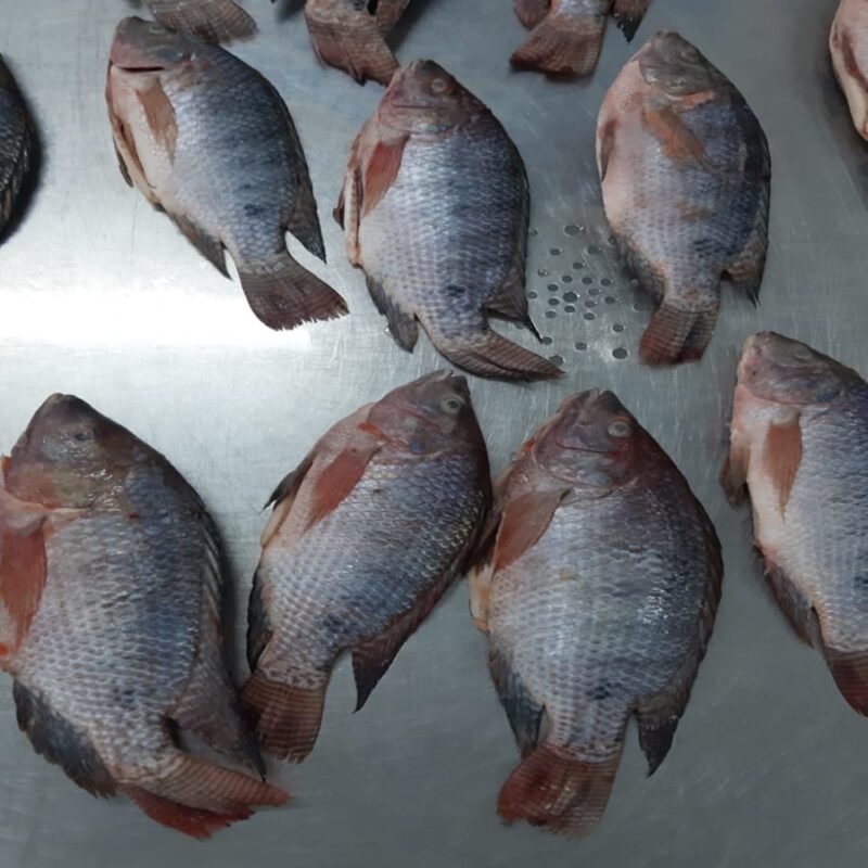 WGS Tilapia With Different Sizes – Toshkee Misr